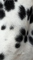 Close-up of black and white spotted cow fur texture showing natural dairy cattle hide pattern with detailed hair follicles for agricultural design projects.
