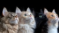 Four curious cats of different breeds looking up in same direction, portrait composition showing diverse feline expressions and coat colors against dark background.