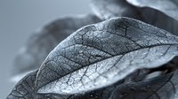 Detailed macro photography of dried leaf texture in monochrome showing intricate vein patterns and natural decay process, artistic nature study with shallow depth of field.