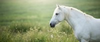 White horse grazing in green meadow field during golden hour sunlight creating peaceful pastoral countryside scene for equestrian and nature themes.