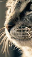 Extreme closeup of a tabby cat face with glowing whiskers and green eye in warm sunlight, showcasing feline detail and texture.