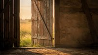 Rustic wooden barn door open to golden wheat field at sunset, showcasing rural agricultural landscape and vintage farm architecture for editorial and design projects.