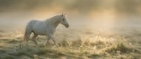 Gray horse walking through misty golden field at dawn, ideal for equestrian, nature, and atmospheric landscape designs.