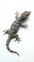 Spotted gecko with textured skin and adhesive toe pads isolated on white background, suitable for wildlife, zoology, and educational design projects.