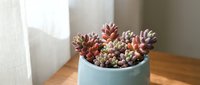Potted succulent plants with rosette-shaped leaves in shades of pink, red, and green displayed in a light blue ceramic container on wooden surface near window.