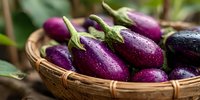 Fresh purple eggplants with water droplets in wicker basket. Organic farm vegetables harvested for cooking healthy Mediterranean cuisine.