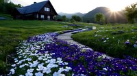 Winding wooden pathway through blooming white and purple flowers leads to rustic mountain cottage at sunset, creating serene countryside landscape.