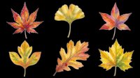 Six autumn leaves in warm red, orange, and yellow tones, isolated on transparent background. Great for T-shirts, stickers, clipart, sublimation, and print on demand.