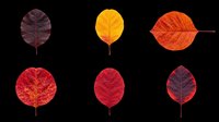 Six vibrant autumn leaves in red, orange, and burgundy tones, isolated on transparent background, ready for stickers, t-shirt design, and print on demand.