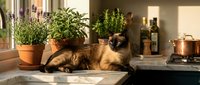 Domestic cat resting on kitchen counter surrounded by potted herbs and cooking utensils in warm sunlit interior for home lifestyle content.