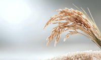 Ripe golden wheat ears against soft blurred background. Natural grain harvest close-up with selective focus. Agricultural cereal crop ready for collection.