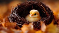 Adorable yellow chick sitting in rustic twig nest surrounded by autumn leaves. Newborn baby bird in cozy natural habitat for spring and Easter themes.