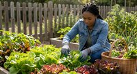 Young African American woman harvesting fresh lettuce and vegetables in backyard garden with wooden fence, sustainable organic farming lifestyle.