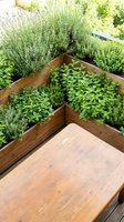 Elevated wooden raised garden beds filled with fresh herbs including lavender, oregano, and mint plants growing in sunlight for home gardening and culinary use.