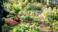 Farmer holding freshly harvested red beets with green leafy tops in vegetable garden field during harvest season for agriculture and farming concepts.