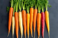 Fresh rainbow carrots in various colors from white to purple arranged in row on dark background. Organic farm vegetables with green tops.