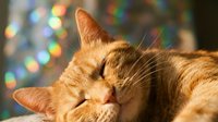 Ginger tabby cat with closed eyes relaxing indoors with colorful bokeh lights in soft focus background, conveying contentment and peaceful moments for pet and lifestyle content.