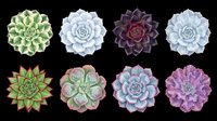 Colorful succulent plants collection, top view, isolated on transparent background. Eight varieties for stickers, t-shirt design, clipart, print on demand, and sublimation.