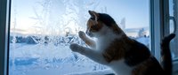 A tabby and white cat with paws pressed against a frosted window, gazing at snow-covered winter landscape outside during cold season.