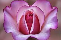 Macro photography of pink rose bloom showing delicate petal layers and gradual color transition from deep rose center to soft lilac outer petals against blurred background.