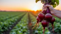 Fresh organic beetroots with green leaves held by farmer hands at sunset in agricultural field rows. Healthy vegetable harvest concept for farm produce.
