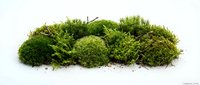 Lush green moss cluster isolated on white background, ready for design projects, botanical illustrations, and nature-themed compositions.