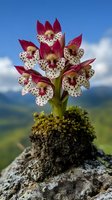 Rare wild orchid with spotted white and burgundy petals growing on rocky mountain terrain against blue sky and distant landscape.