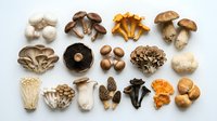 Assorted fresh edible mushrooms collection including shiitake, oyster, enoki, morel and chanterelle varieties arranged on white background for culinary use.