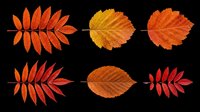 Six vibrant autumn leaves in red and orange tones, isolated on transparent background. Ready for clipart, stickers, t-shirt design, sublimation, and print on demand.