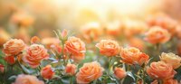 Blooming peach roses in garden with soft sunlight creating dreamy atmosphere, showcasing delicate petals and buds in warm orange hues.