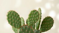 Prickly pear cactus with green oval pads and sharp spines against soft bokeh background for desert landscaping and succulent garden design projects.