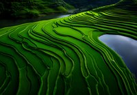 Aerial view of lush green terraced rice paddies with curved contour lines and a reflective water pond nestled among the fields, showcasing agricultural landscape.