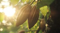 Fresh cacao pods hanging on tree branch with green leaves in sunlight, natural bokeh background creates magical atmosphere for food industry.
