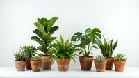 Collection of popular houseplants in terracotta pots including fiddle leaf fig, monstera, snake plant and succulents arranged on white surface for home decor.