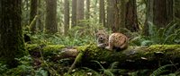 Young spotted deer fawn resting on moss-covered fallen log in lush green forest with ferns and tall trees creating peaceful woodland scene.