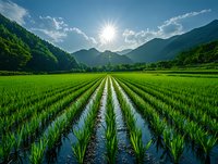 Vibrant green rice paddy field with rows of young plants reflecting in water, surrounded by mountains under bright sunlight and blue sky.