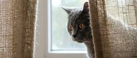 Gray tabby cat peeking around beige linen curtain by window with curious expression and bright amber eyes, suitable for pet, home decor, and lifestyle content.