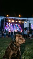 Brown dog wearing headphones sitting on grass at outdoor music festival with illuminated stage and crowd in background at night.