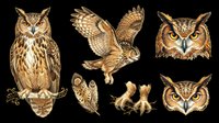 Owl illustrations set with perched and flying birds, detailed feather patterns, and close-up head studies in brown and gold tones, isolated on transparent background for clipart, t-shirt design, stickers, and print-on-demand projects.