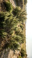 Rugged desert landscape with native shrubs and vegetation growing among rocky terrain under natural sunlight for outdoor adventure and nature themes.