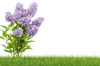 Fresh lilac bush with delicate purple blooms growing from green grass on white background, isolated spring garden element for design projects.