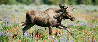 Bull moose walking through colorful wildflower meadow in natural habitat during spring season for wildlife photography and nature documentation.