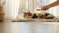 Adorable tabby cat relaxing on cozy blanket by sunny window while being gently petted by caring owner hand in warm home interior setting.