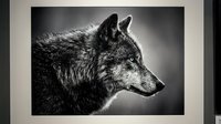 Majestic gray wolf portrait in black and white showing detailed fur texture and noble expression against dark background for wildlife photography.