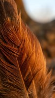 Close-up of warm golden-brown feather with intricate barbs and filaments illuminated by soft sunlight, showcasing natural texture and detail for design and nature projects.