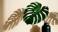 Monstera deliciosa leaf in black vase casting dramatic shadows on beige wall. Modern minimalist home decor with tropical plant creating artistic light patterns.