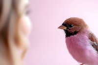 Male purple finch close-up portrait against soft pink background showing distinctive red-pink plumage and conical beak, selective focus wildlife photography.