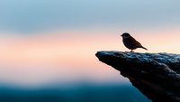 Small bird silhouette perched on rocky cliff edge against pastel sunset sky creating peaceful nature scene for meditation and mindfulness concepts.