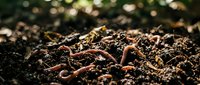 Earthworms in rich soil with organic matter, ideal for agriculture, gardening, composting, and environmental education content.
