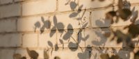 Delicate plant shadows dancing on warm textured brick wall surface creating natural organic patterns in soft golden sunlight for peaceful home decor concepts.